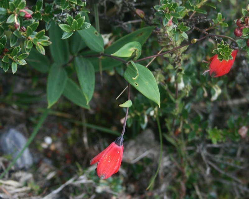Liliopsida