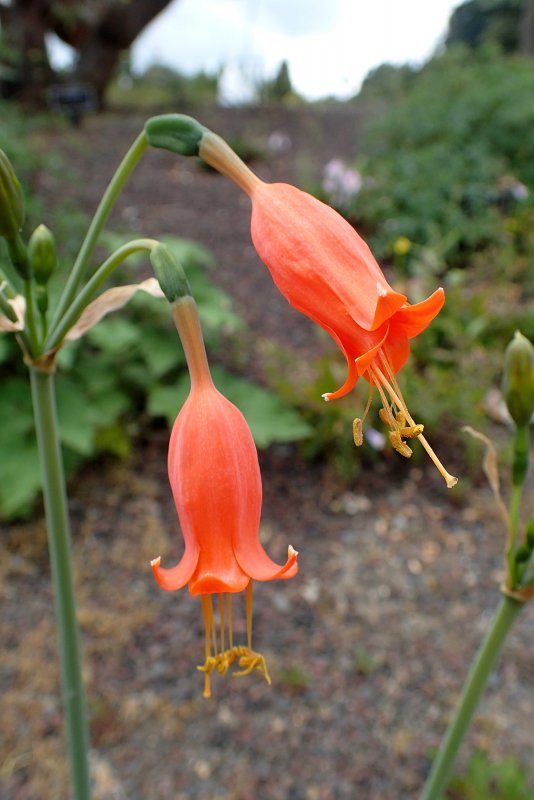 Phaedranassa Eucrosia