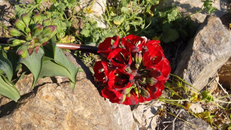 Ipomoea coccinea