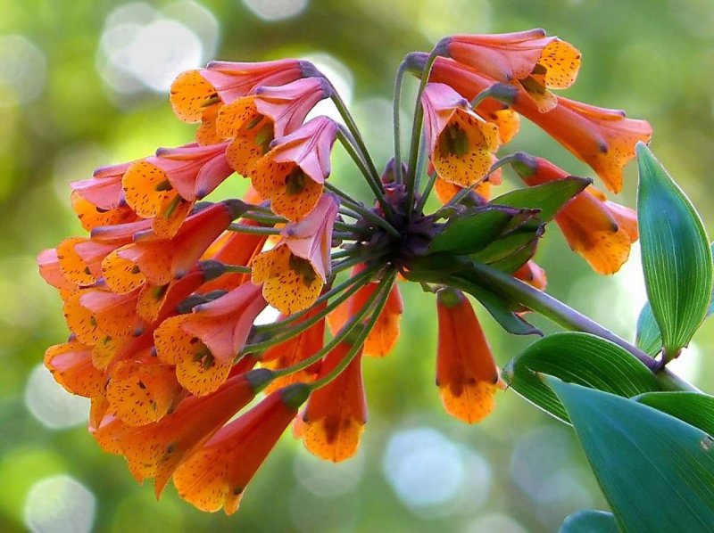 Bomarea multiflora