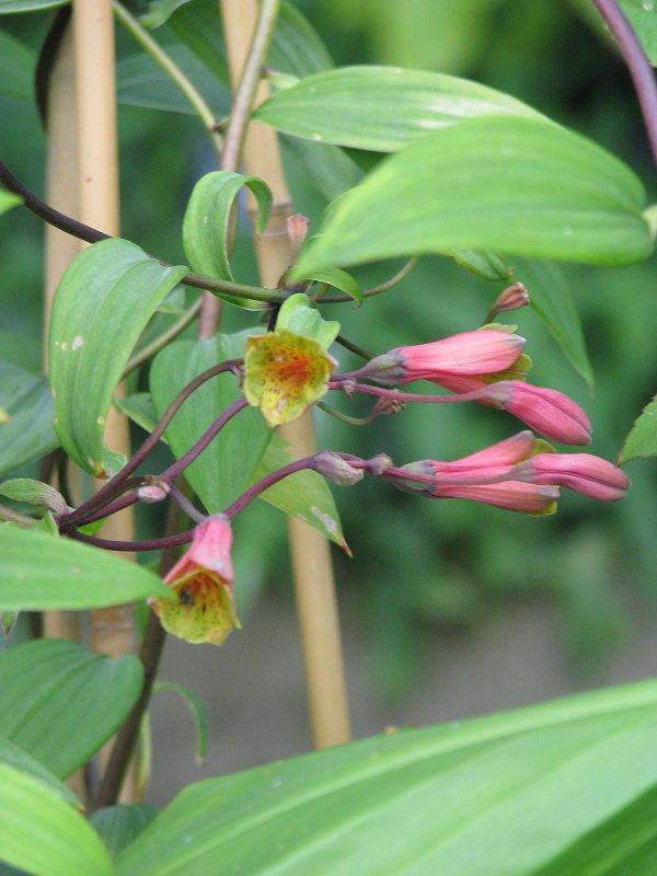 Utleya costaricensis