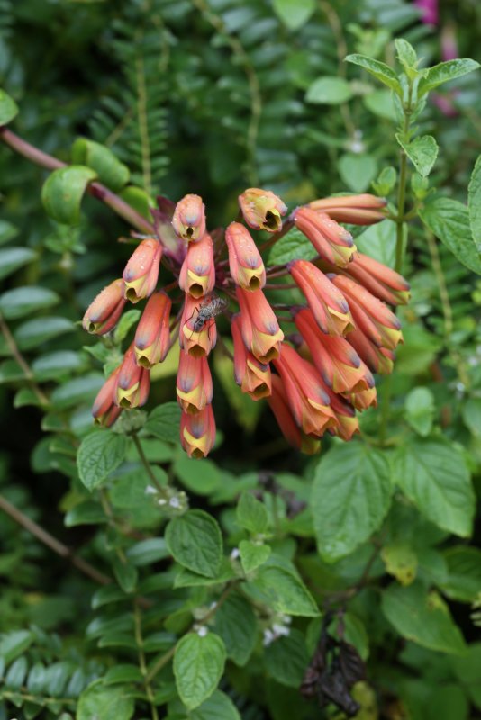 Лиана Markea coccinea