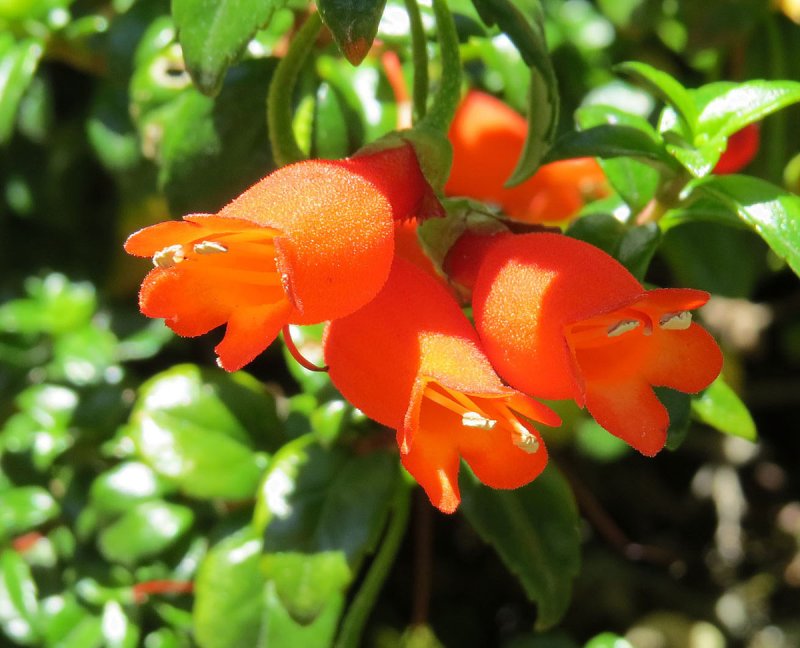 Bomarea edulis