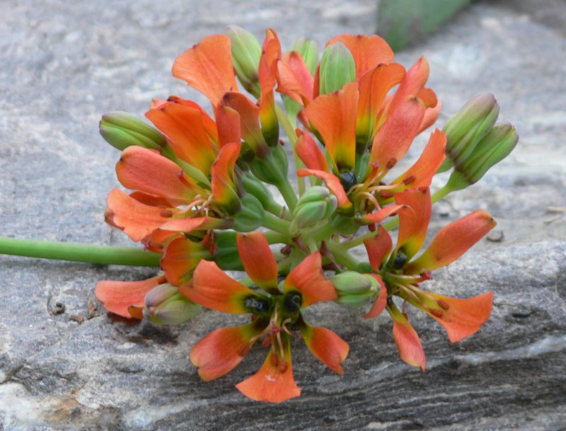 Bomarea edulis