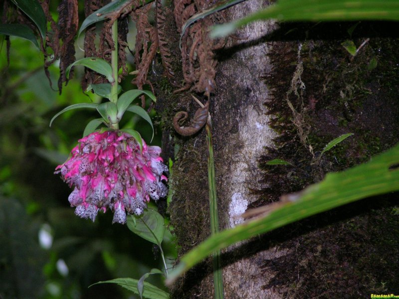 My favourite Plant