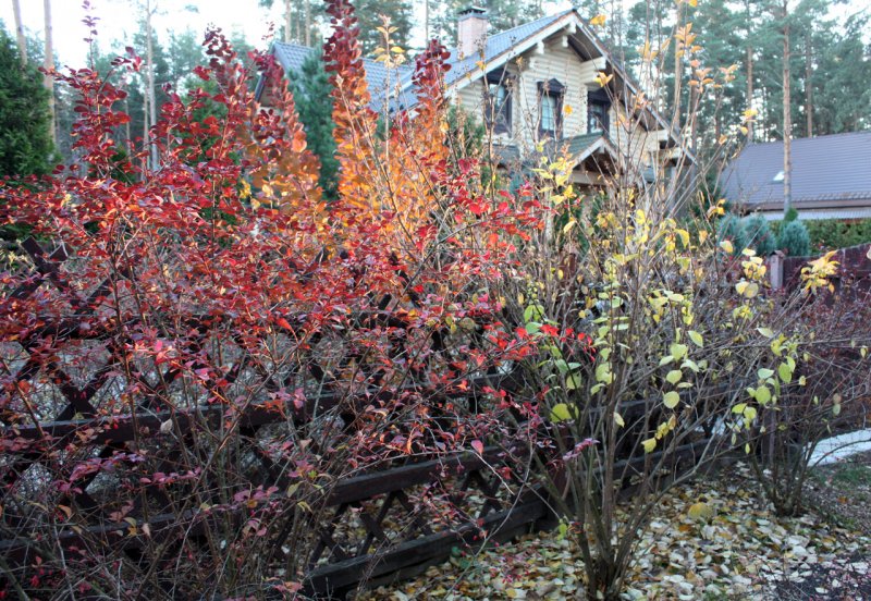 Барбарис оттавский "Суперба" (Barberry Ottawa "superba")