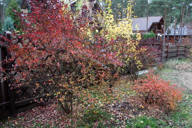 Барбарис Суперба (Berberis ottawensis superba