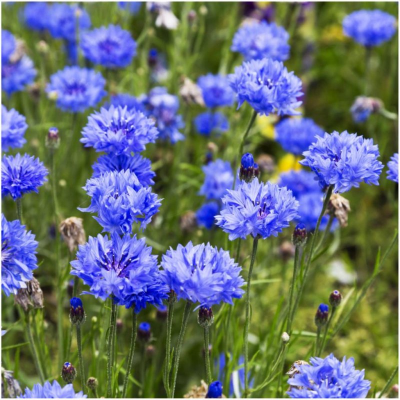 Василек голубой (Centaurea cyanus