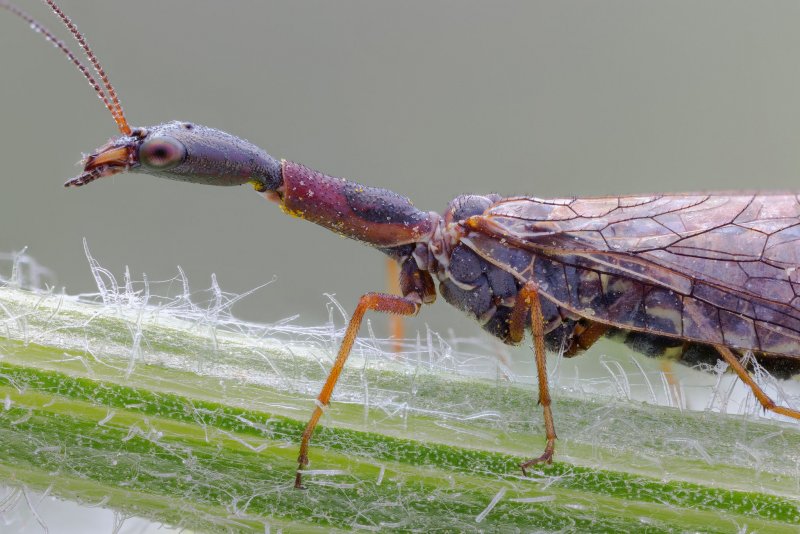 Верблюдки Raphidiidae