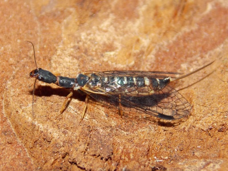 Верблюдка толстоусая – Inocellia crassicornis Schum.
