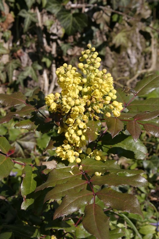 Магония (Mahonia) обыкновенная