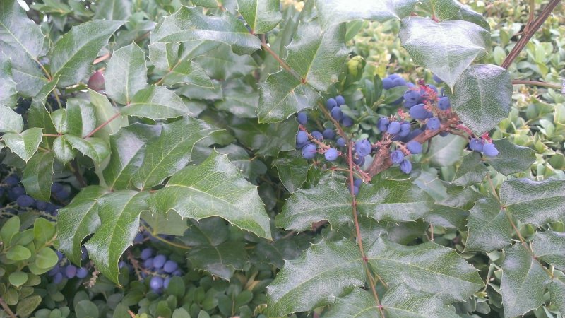 Магония падуболистная куст