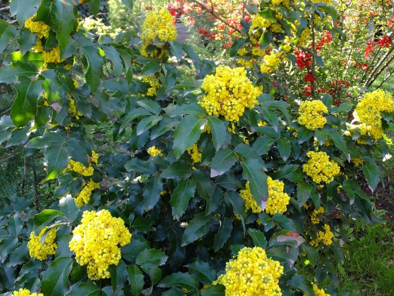 Магония падуболистная (Mahonia aquifolium)