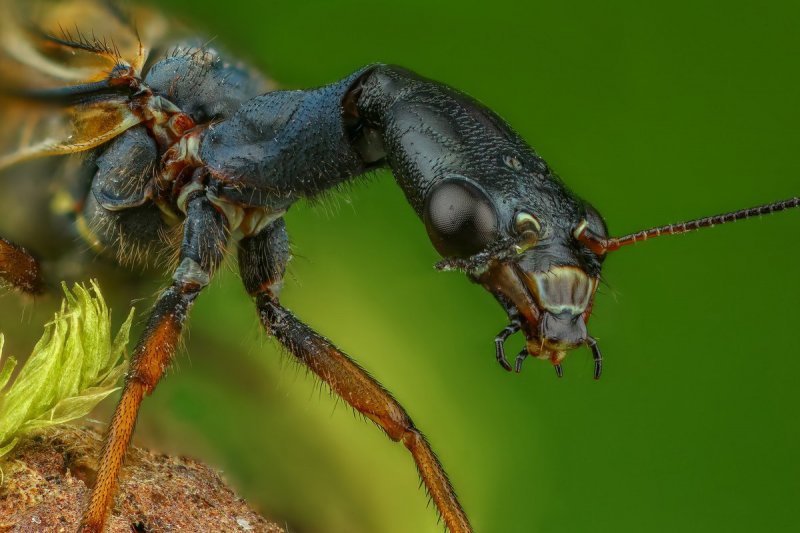 Верблюдка (Raphidioptera)