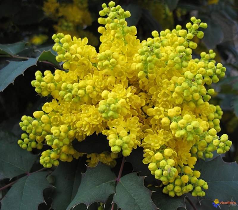 Магония падуболистная (Mahonia aquifolium)