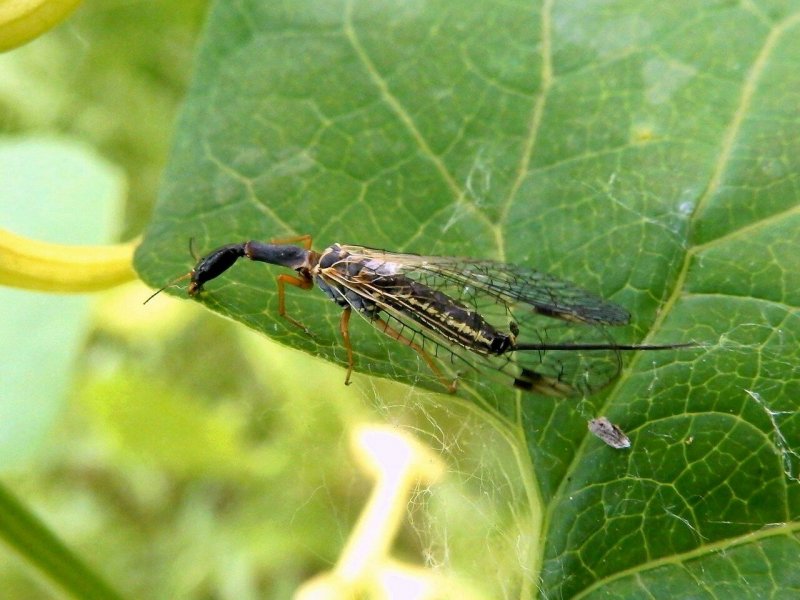Neuroptera сетчатокрылые