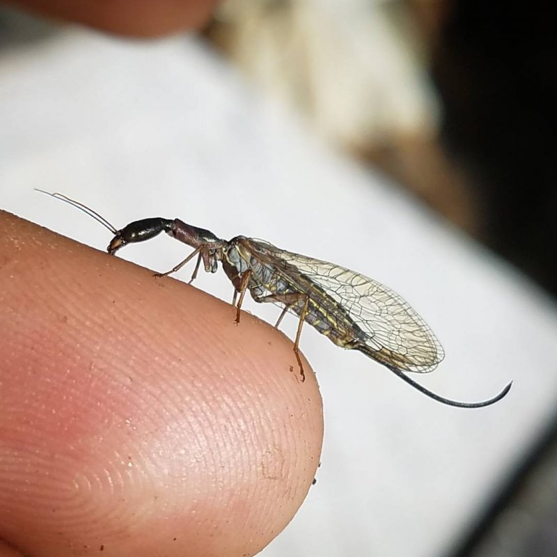 Gordian worms parasitoid