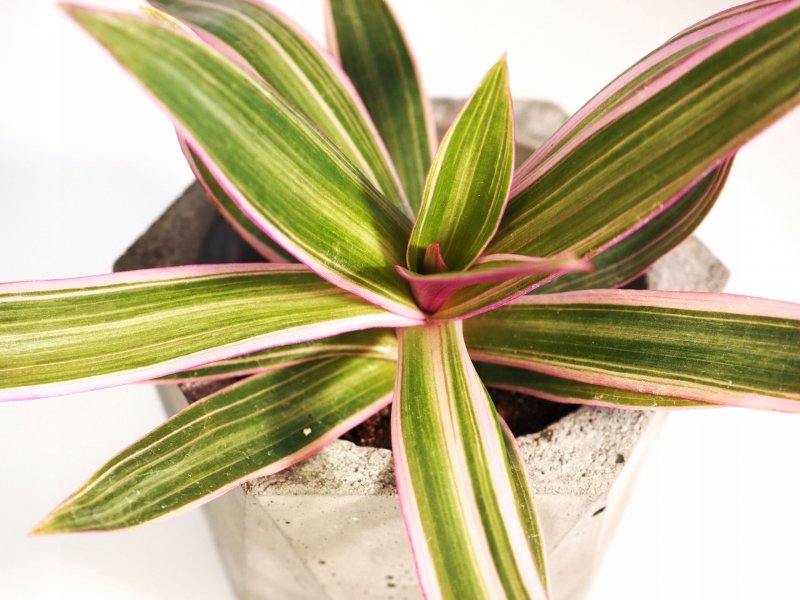 Традесканция Fluminensis quadricolor