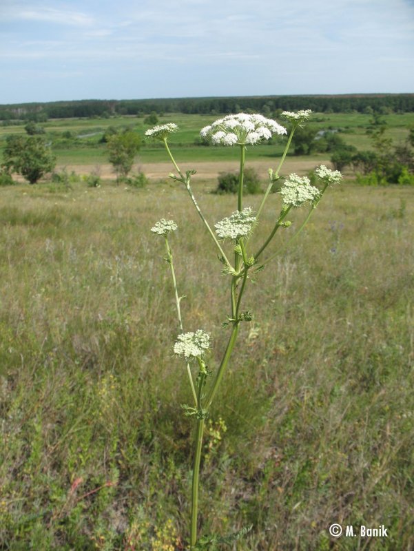 Порезник горный