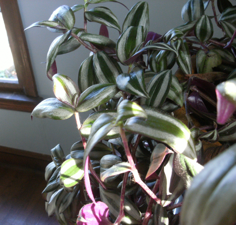 Tradescantia virginiana