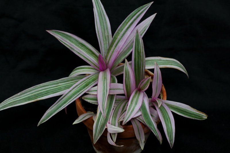 Традесканция Rhoeo discolor