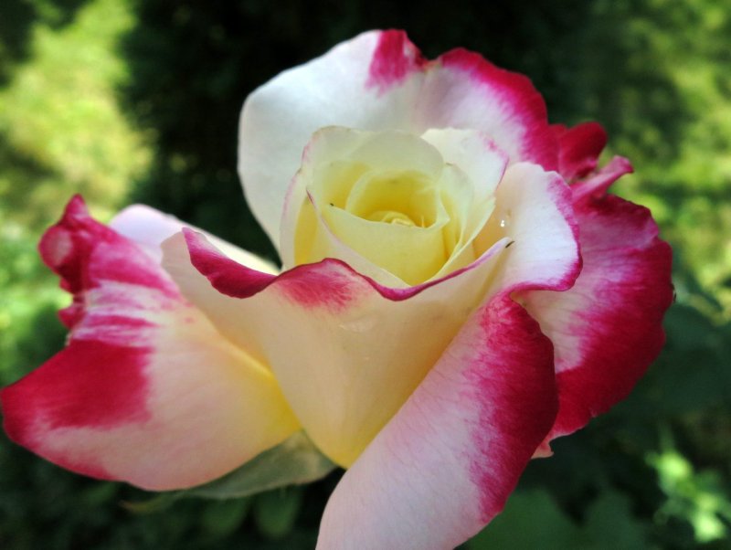 Rosa Дабл Делайт