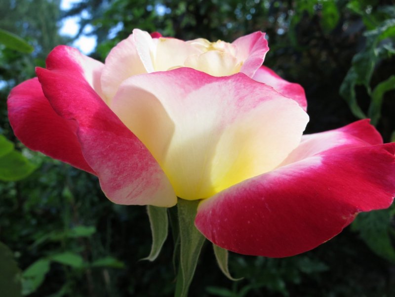 -Double Delight 7