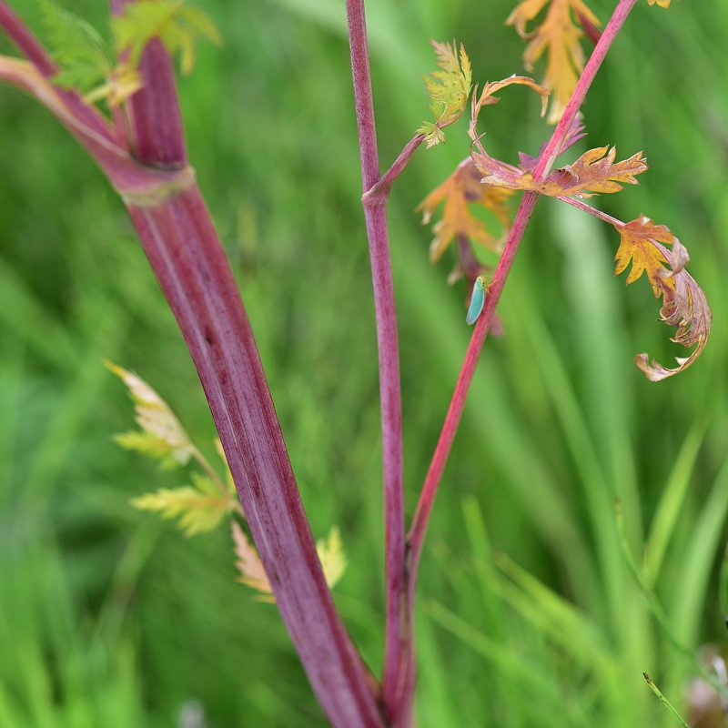 Seseli tortuosum