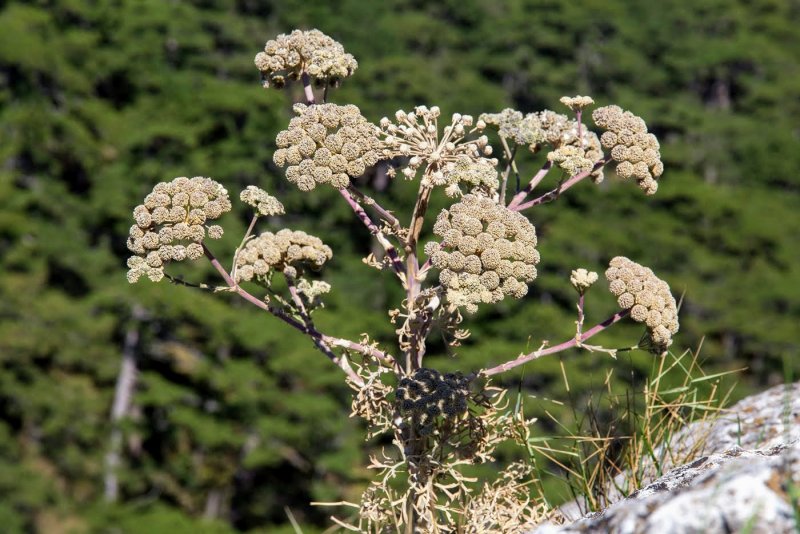 Жабрица камеденосная