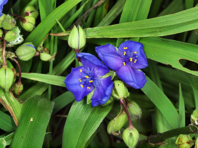 Традесканция зебрина Tradescantia Zebrina