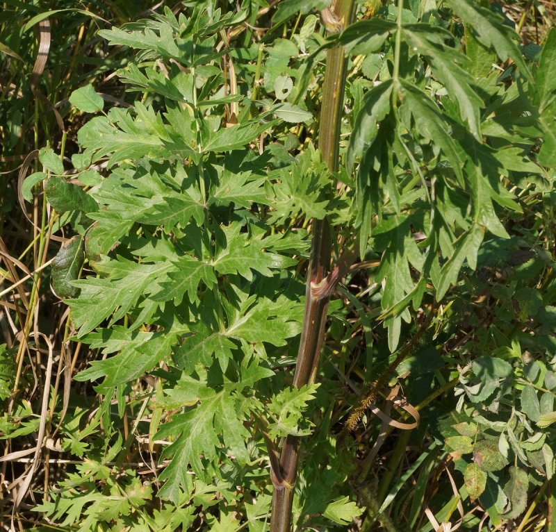 Seseli gummiferum
