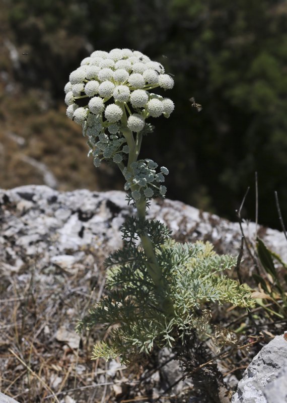 Seseli gummiferum