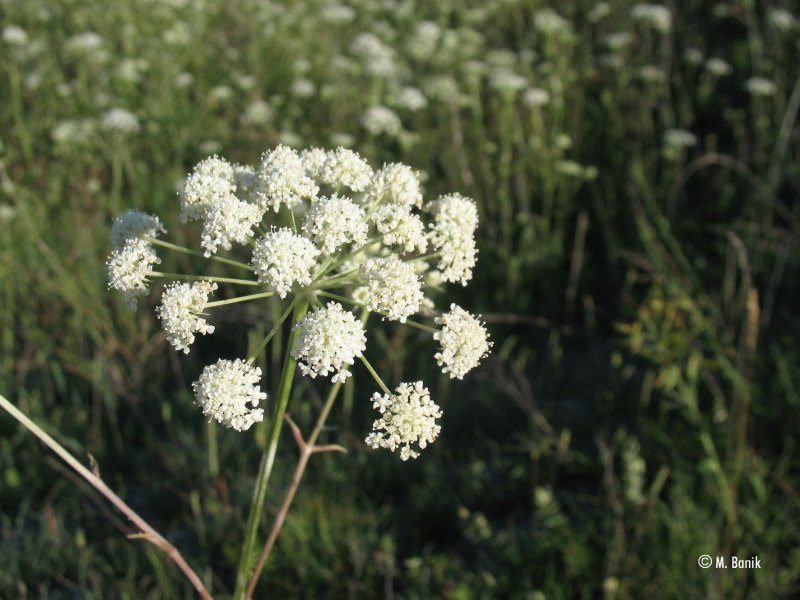 Seseli gummiferum