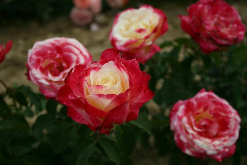 Дабл Делайт Double Delight роза