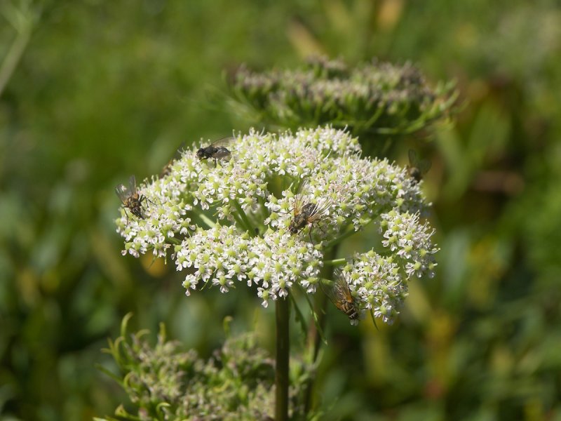 Seseli gummiferum