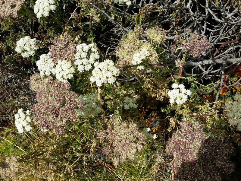 Seseli tortuosum