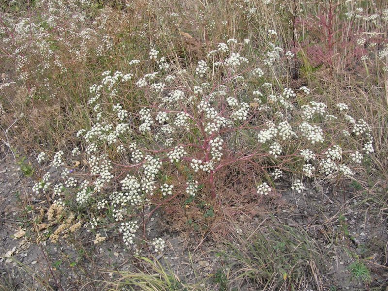 Seseli peucedanifolium