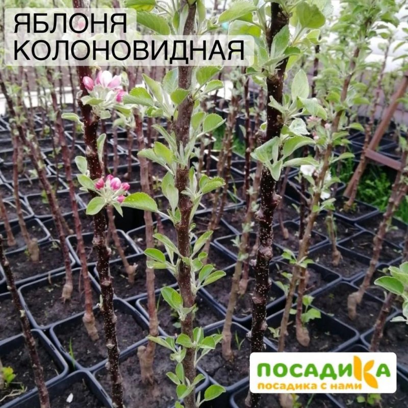 Яблоня колоновидная Есения