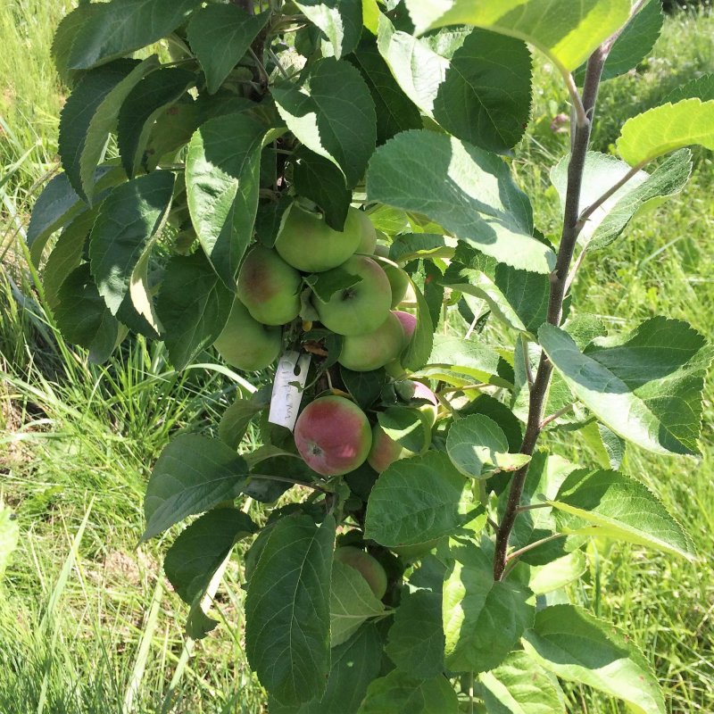 Яблоня колонновидная Каскад