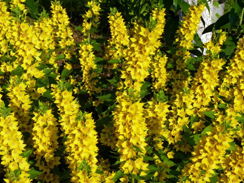 Вербейник точечный (Lysimachia punctata)