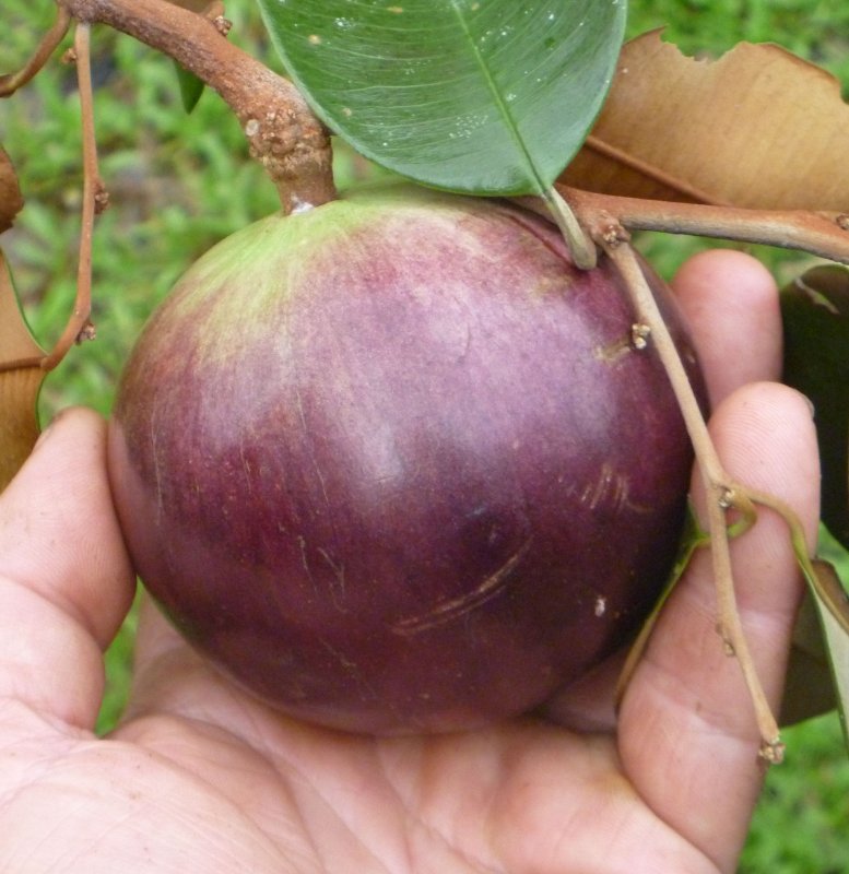 Chrysophyllum cainito
