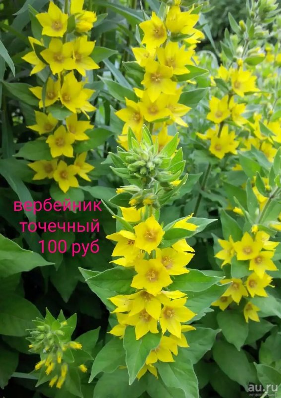 Вербейник точечный молодые побеги