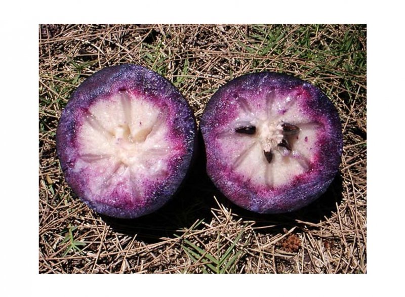 Custard Apple фрукт