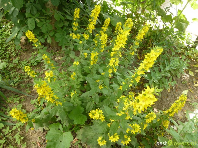 Вербейник точечный (Lysimachia punctata)