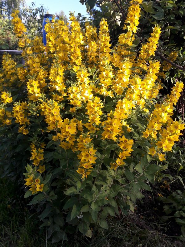 Вербейник точечный (Lysimachia punctata)