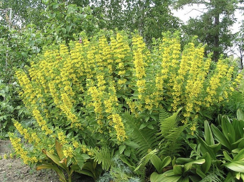 Вербейник точечный (Lysimachia punctata)