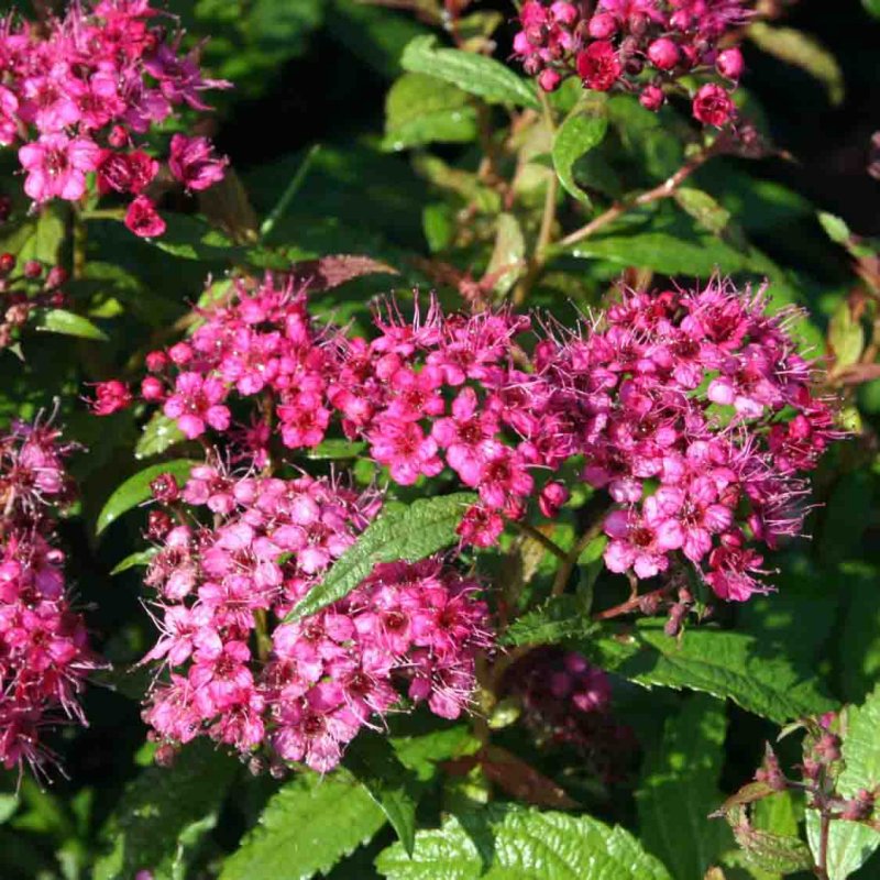 Spiraea japonica Anthony Waterer