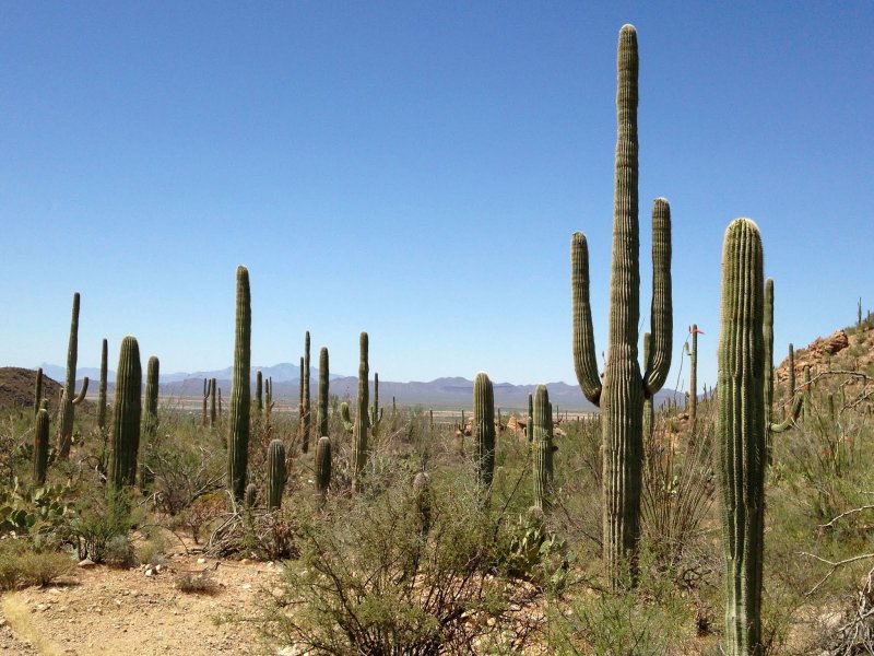 Cereus giganteus