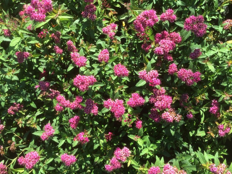 Спирея японская Spiraea japonica crispa