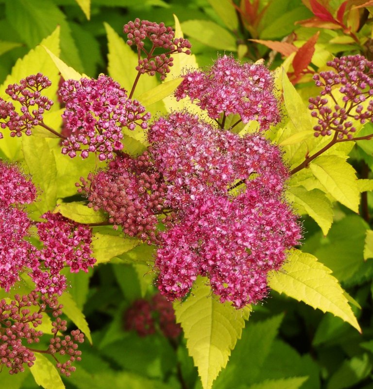 Spiraea japonica `Superstar`